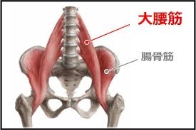 腸腰筋