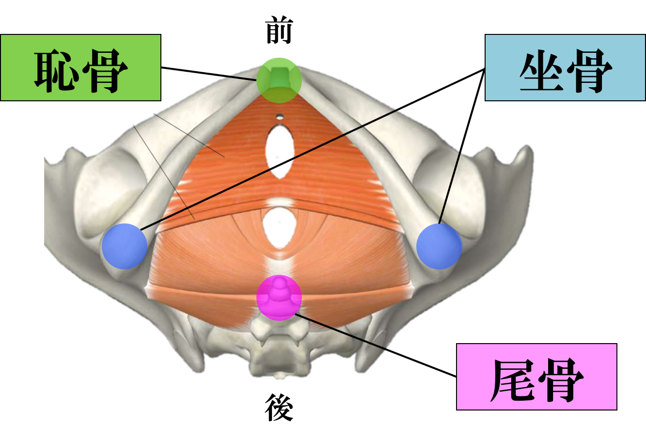 骨盤